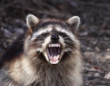 zombie-raccoon-ohio.jpeg