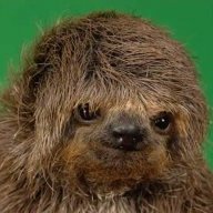 gillydafish