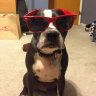 mikedizzzo