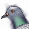 Pdot Pigeon