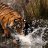 rizzlaxd