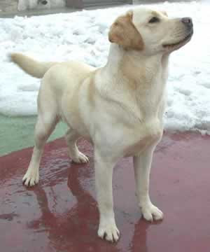 Labrador%2BRetriever%2BDog%2BBreeds%2BPictures%2B01.jpg