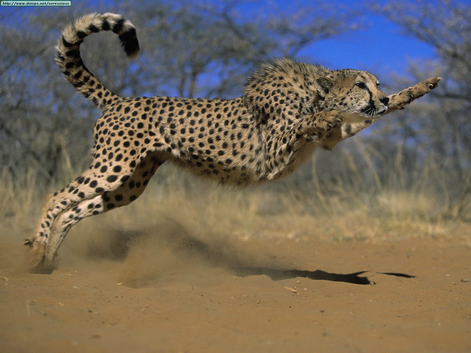 Pouncing%20Cheetah.jpg