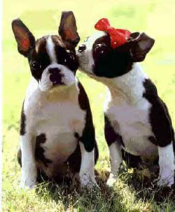 boston_terrier_pups_03a.jpg