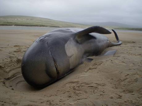 longfinned_pilot_whale_2.jpg