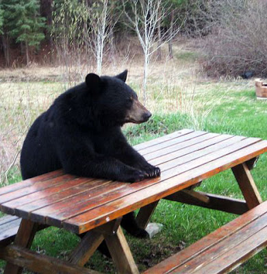 picnic+bear.jpg