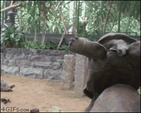 Tortoise-falls-over-mating-fail.gif