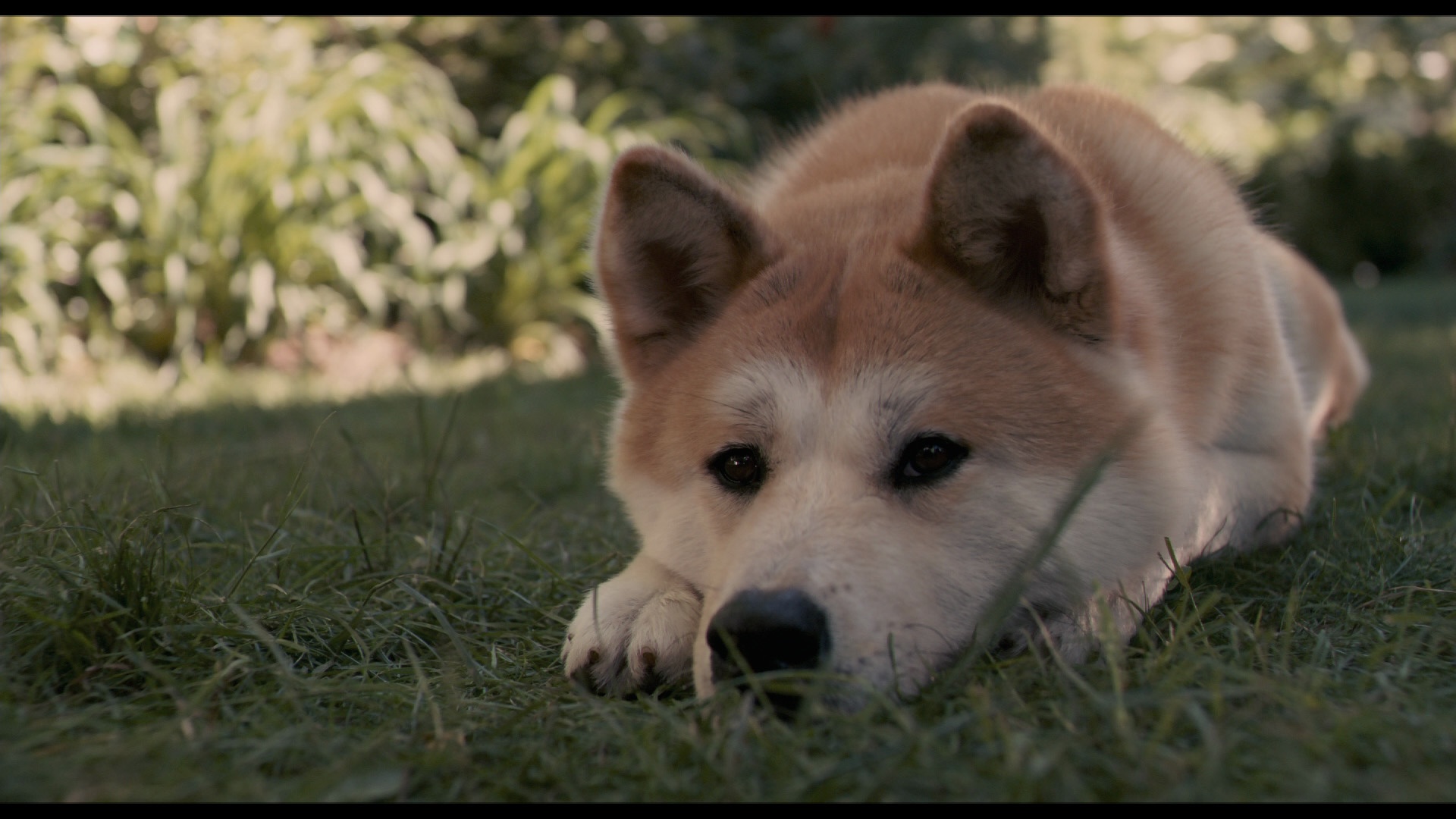 03_hachi_bluray.jpg