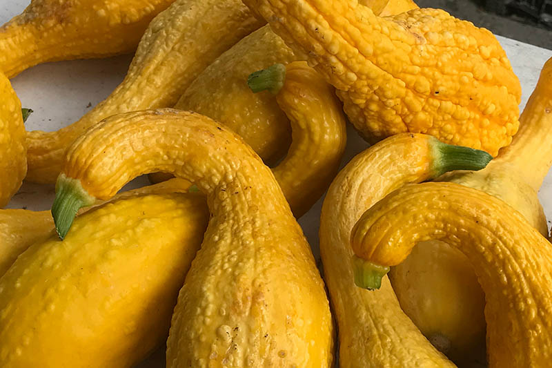 Yellow-Crookneck-Squash.jpg