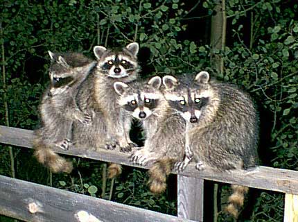 raccoons12.jpg