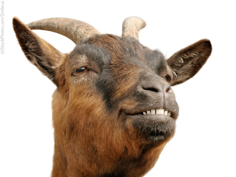 goat_2D00_list_2D00_4.jpg