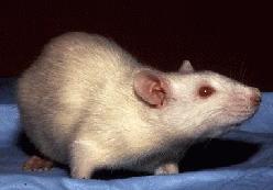 Albino_Rat.jpg