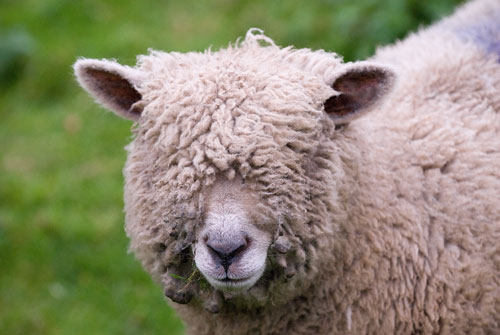 wool-over-eyes.jpg