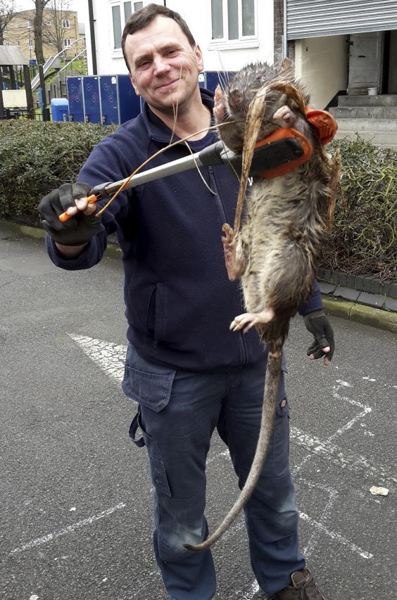 giant-rat-2.jpg