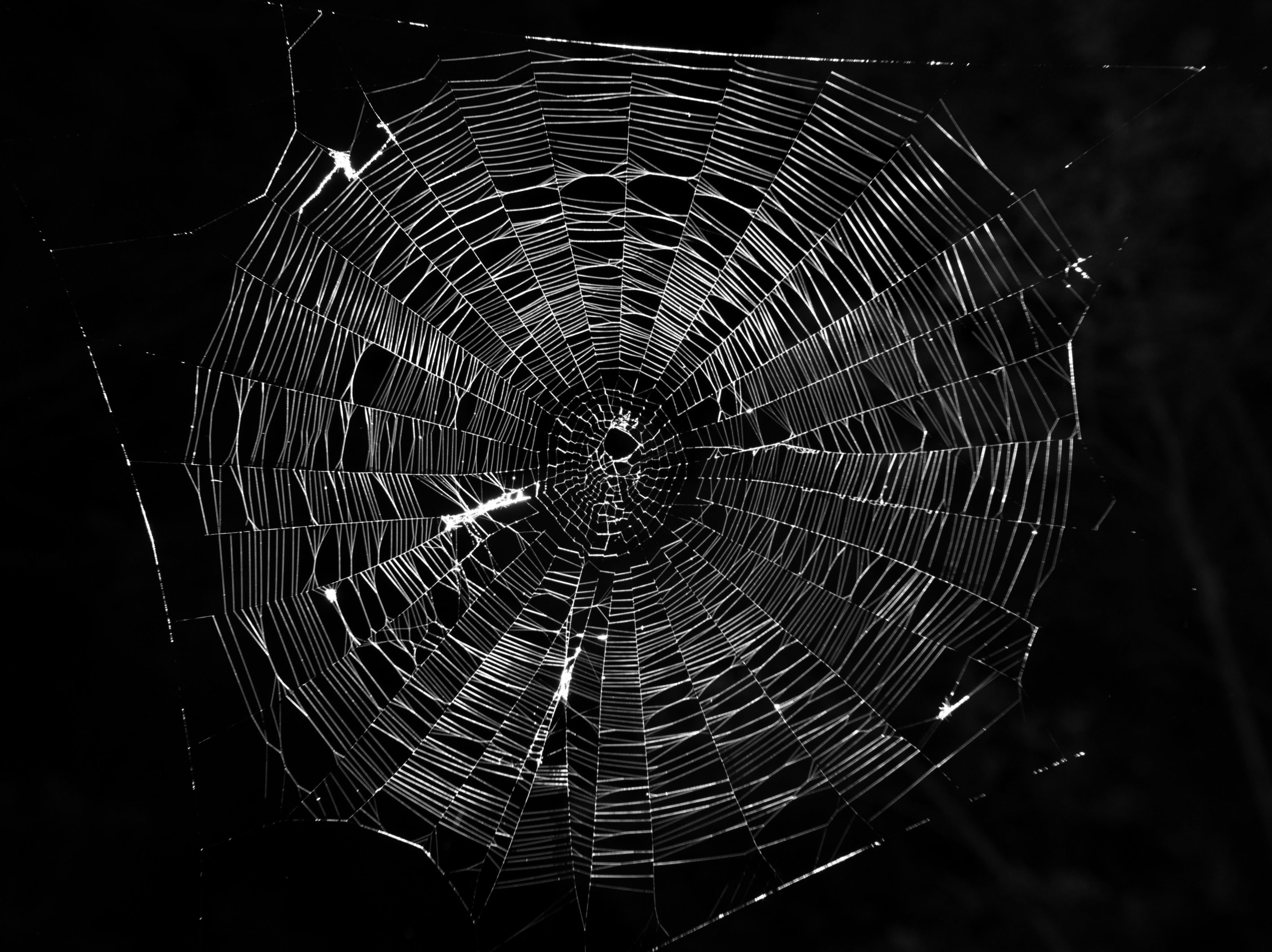 Typical-orb-web-photo.jpg