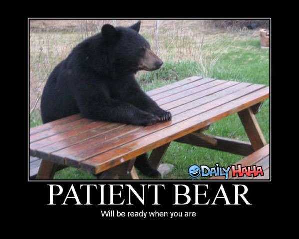 patient_bear.jpg