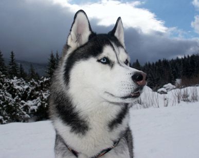 siberian-husky.jpg