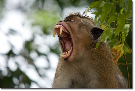 sri_lanka_monkey_teeth.jpg