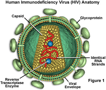 hivstructurefigure1.jpg