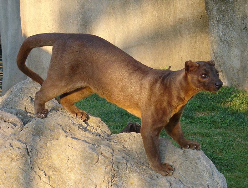 fossa.jpg