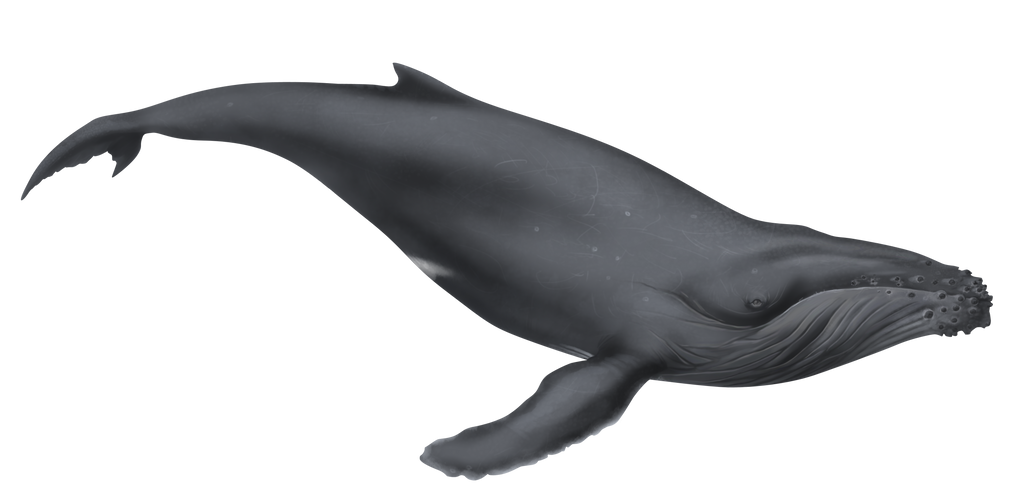 illustration__humpback_whale_by_dio_03-d3c7zuu.png