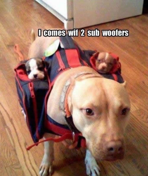 dog-comes-with-two-subwoofers1.jpg