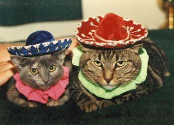 mexi+cats.jpg