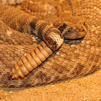 western_diamondback_rattlesnake_1.jpg