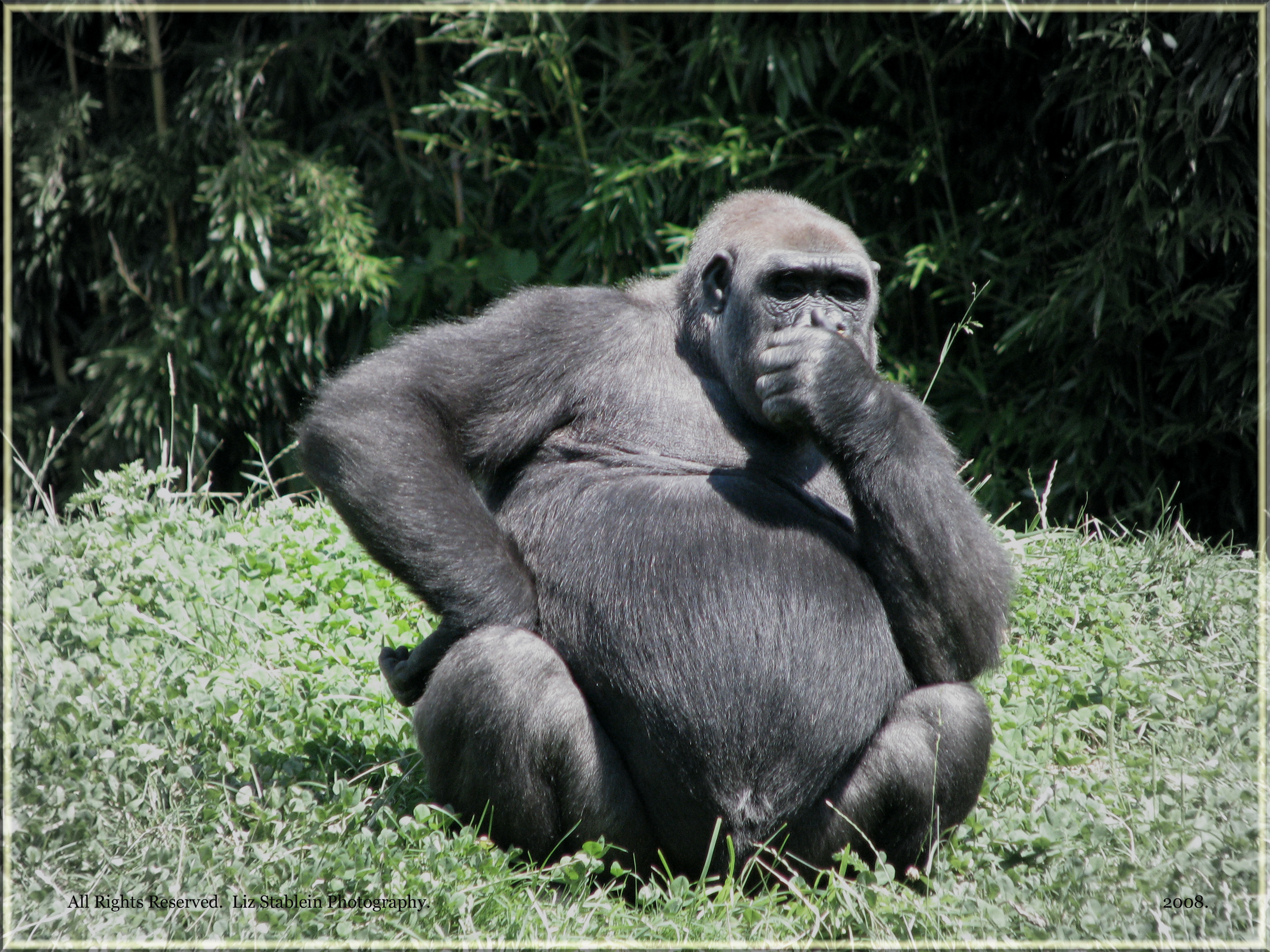 gorilla-deep-in-thought.jpg