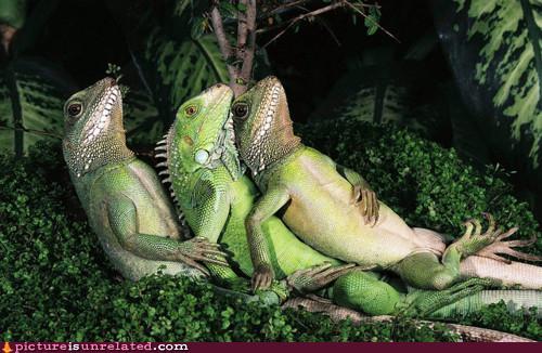 joke-image-Chilling-Lizards.jpg