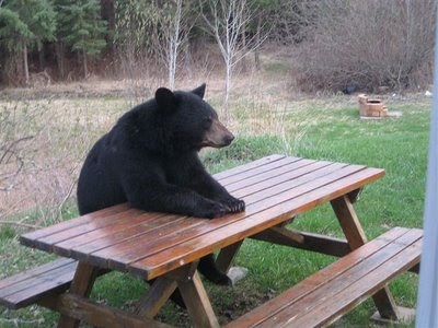 bear%2Bwaiting%2Bfor%2Blunch.jpg