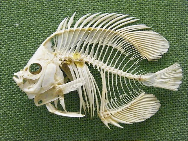 fishbones.jpg