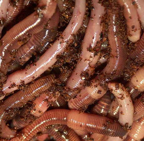 loads_of_worms.jpg