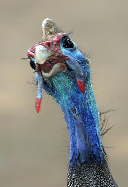 guinea-fowl_knp-5115.jpg