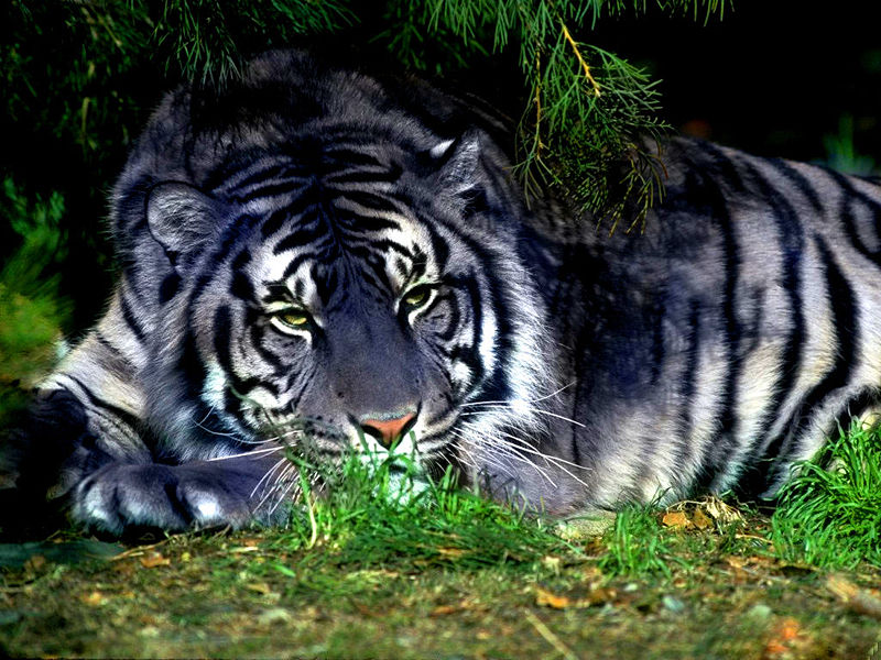 800px-blue_tiger.jpg