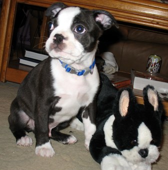 Boston_Terrier_3_Months.JPG