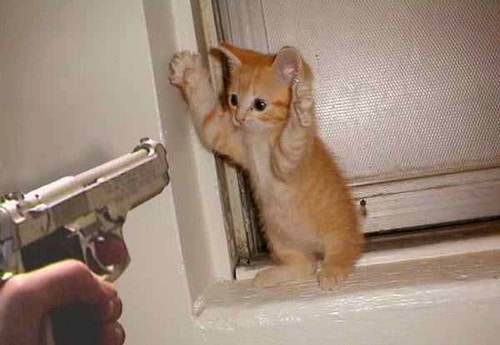 shoot_teh_kitteh.jpg