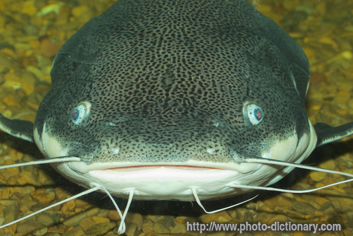 6356catfish.jpg