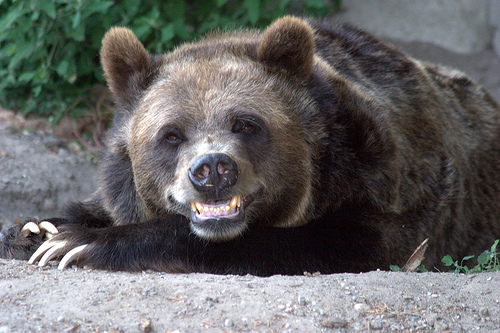 smiling-bear.jpg