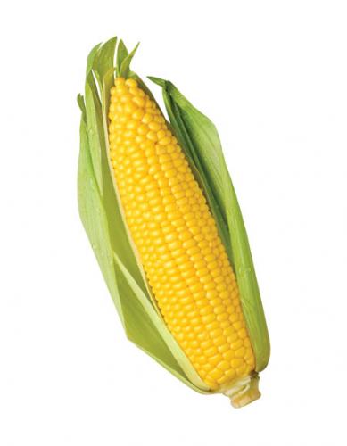 CORN.jpg