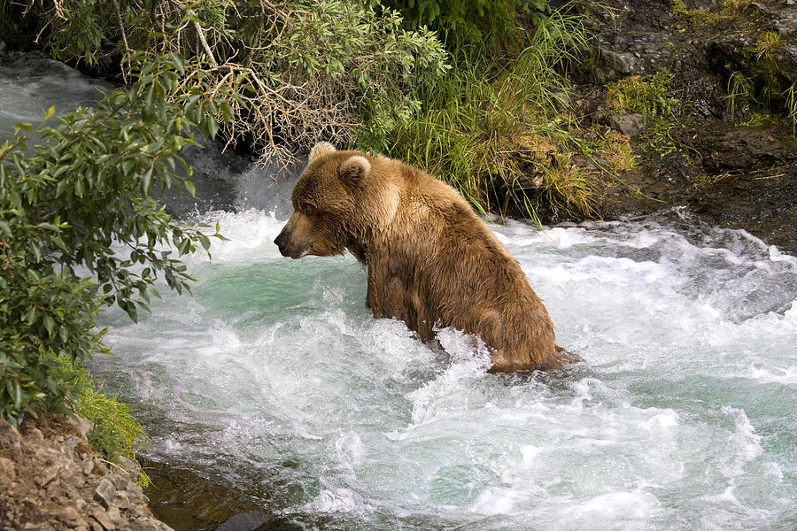 hot-tub-bear-dewain-maney.jpg