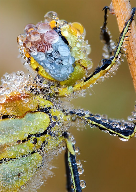 red_veined_darter_II_by_struller-569x800.jpg