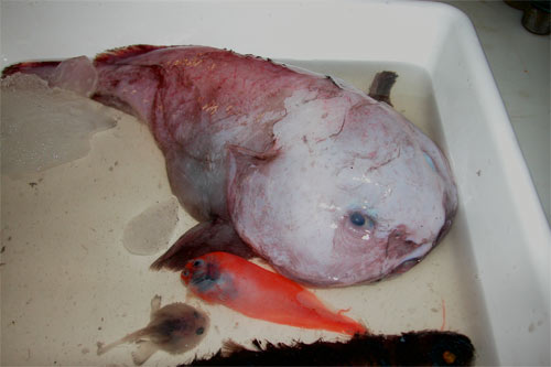 blobfish.jpg