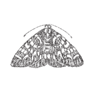 themoth.org