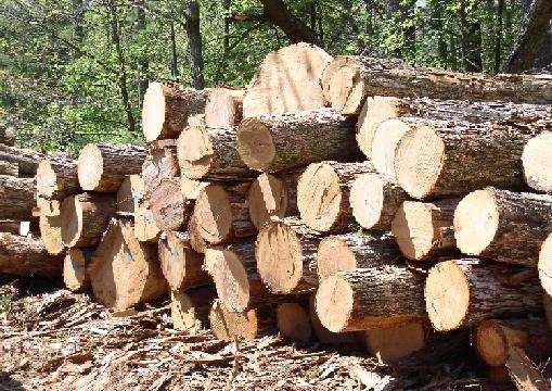 timber_logs_teaks_wood_planks_and_plywood.jpg