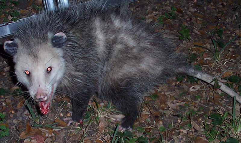 opossumrepellent.jpg