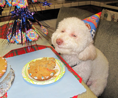 stoner-dog-birthday-1st.jpg