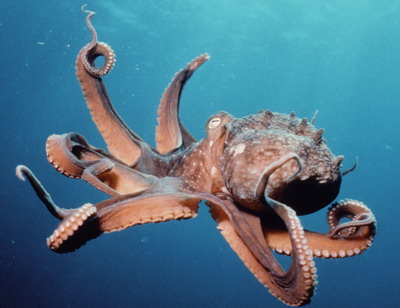 octopus.jpg