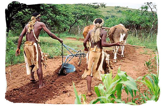 zulus-ploughing-historyofsouthafrica.jpg