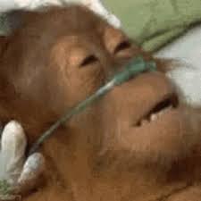 Dying Dead GIF - Dying Dead Monkey - Discover & Share GIFs